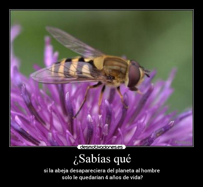 carteles abejas desmotivaciones