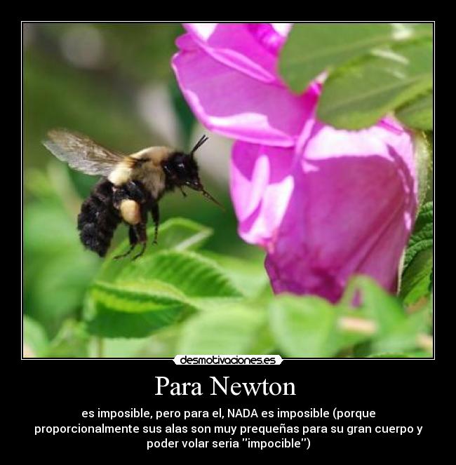 Para Newton  - es imposible, pero para el, NADA es imposible (porque
proporcionalmente sus alas son muy prequeñas para su gran cuerpo y
poder volar seria impocible)