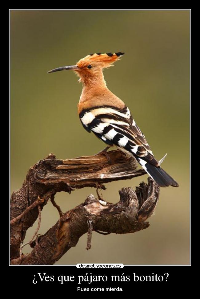 ¿Ves que pájaro más bonito? - Pues come mierda.
