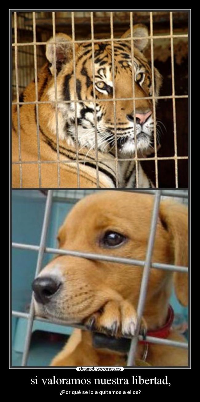 si valoramos nuestra libertad, - ¿Por qué se lo a quitamos a ellos?