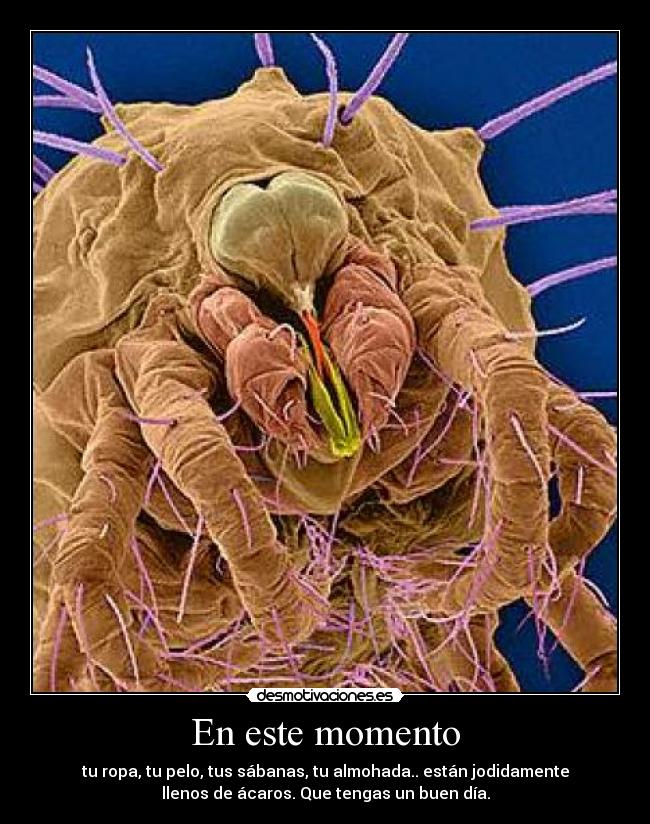En este momento - tu ropa, tu pelo, tus sábanas, tu almohada.. están jodidamente
llenos de ácaros. Que tengas un buen día.