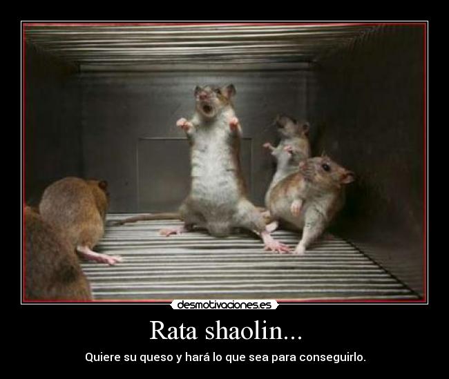 Rata shaolin... -