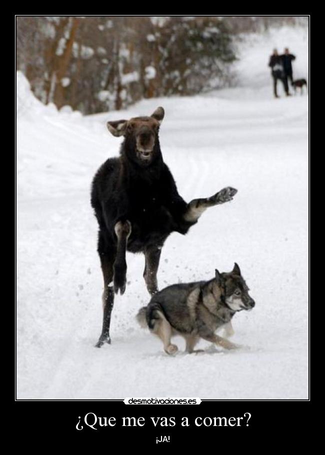 ¿Que me vas a comer? - ¡JA!