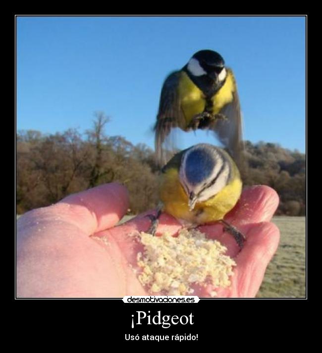 ¡Pidgeot -