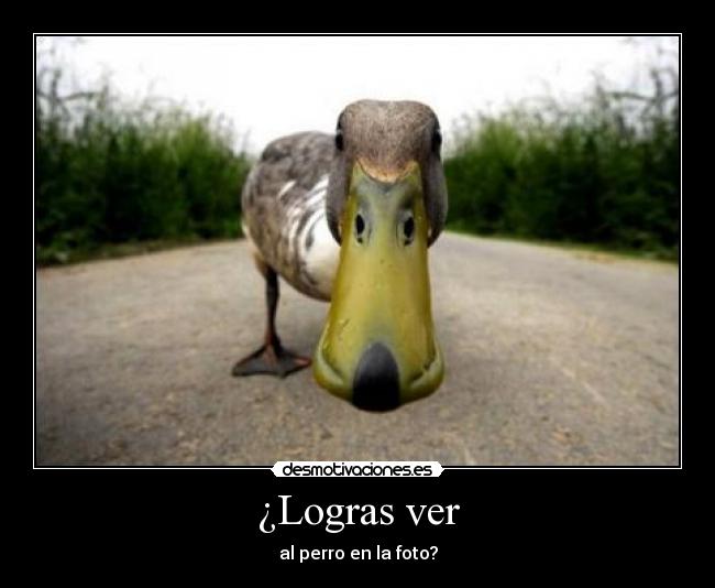 carteles logras perro foto masterjay desmotivaciones desmotivaciones