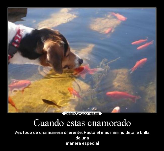 carteles enamorado detalle especial masterjay desmotivaciones desmotivaciones