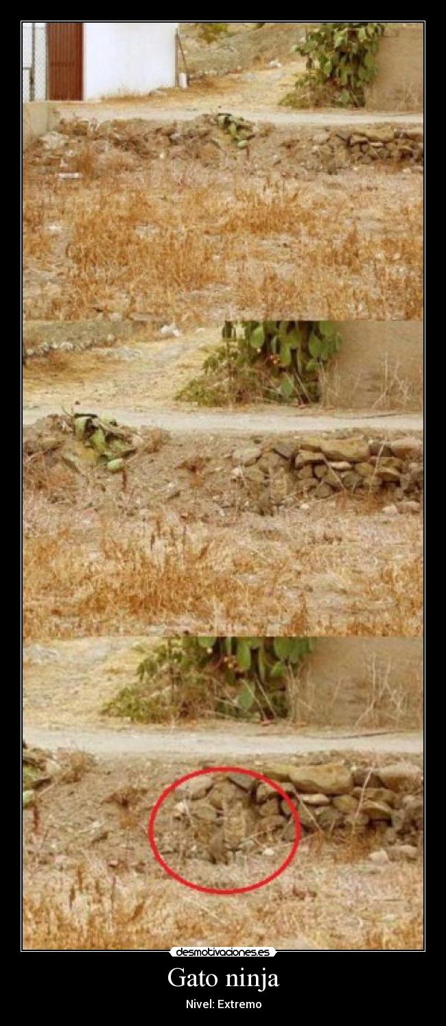 carteles ruoky gato ninja nivel extremo xd desmotivaciones