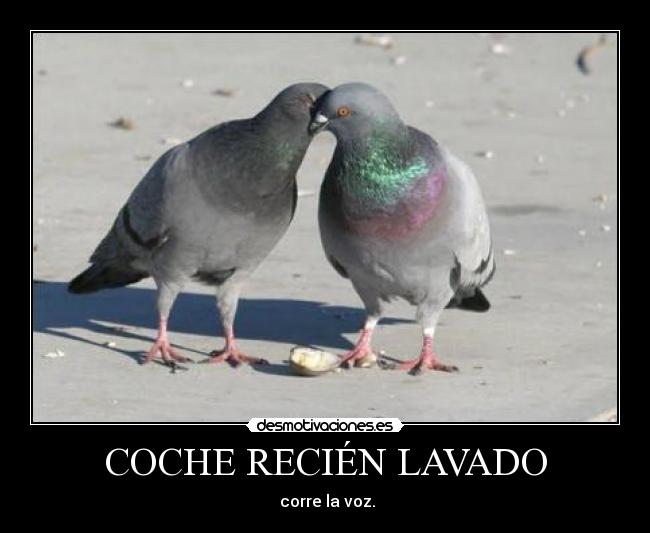 COCHE RECIÉN LAVADO -  corre la voz.