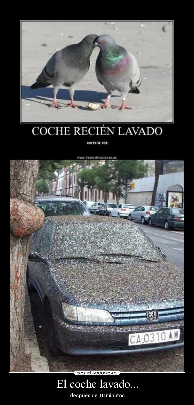 El coche lavado... -