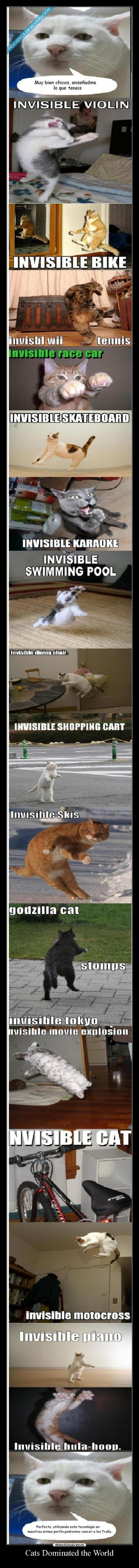 Cats Dominated the World - 