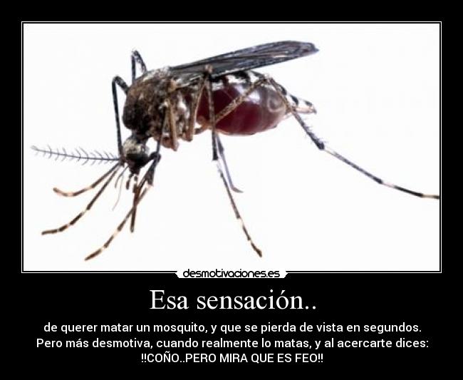 Esa sensación.. - de querer matar un mosquito, y que se pierda de vista en segundos.
Pero más desmotiva, cuando realmente lo matas, y al acercarte dices:
!!COÑO..PERO MIRA QUE ES FEO!!