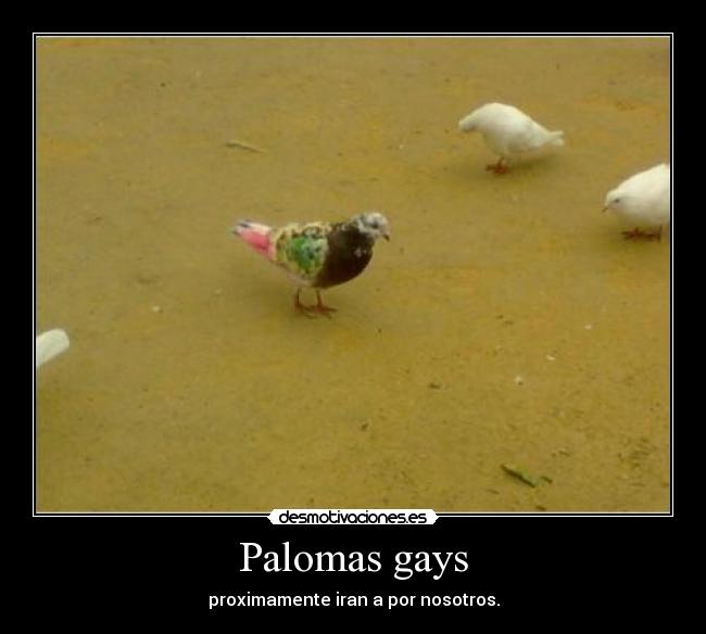 Palomas gays - 