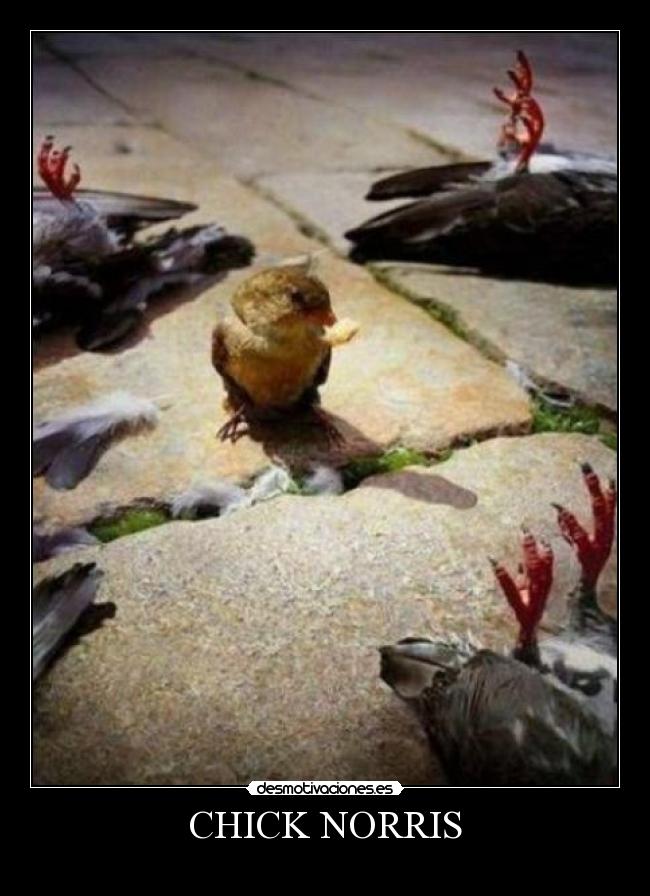 CHICK NORRIS - 