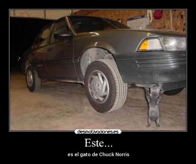 Este... - es el gato de Chuck Norris