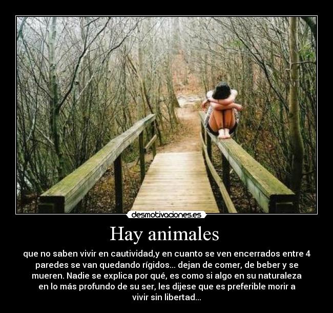 Hay animales -