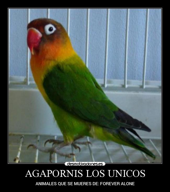 AGAPORNIS LOS UNICOS - ANIMALES QUE SE MUERES DE: FOREVER ALONE