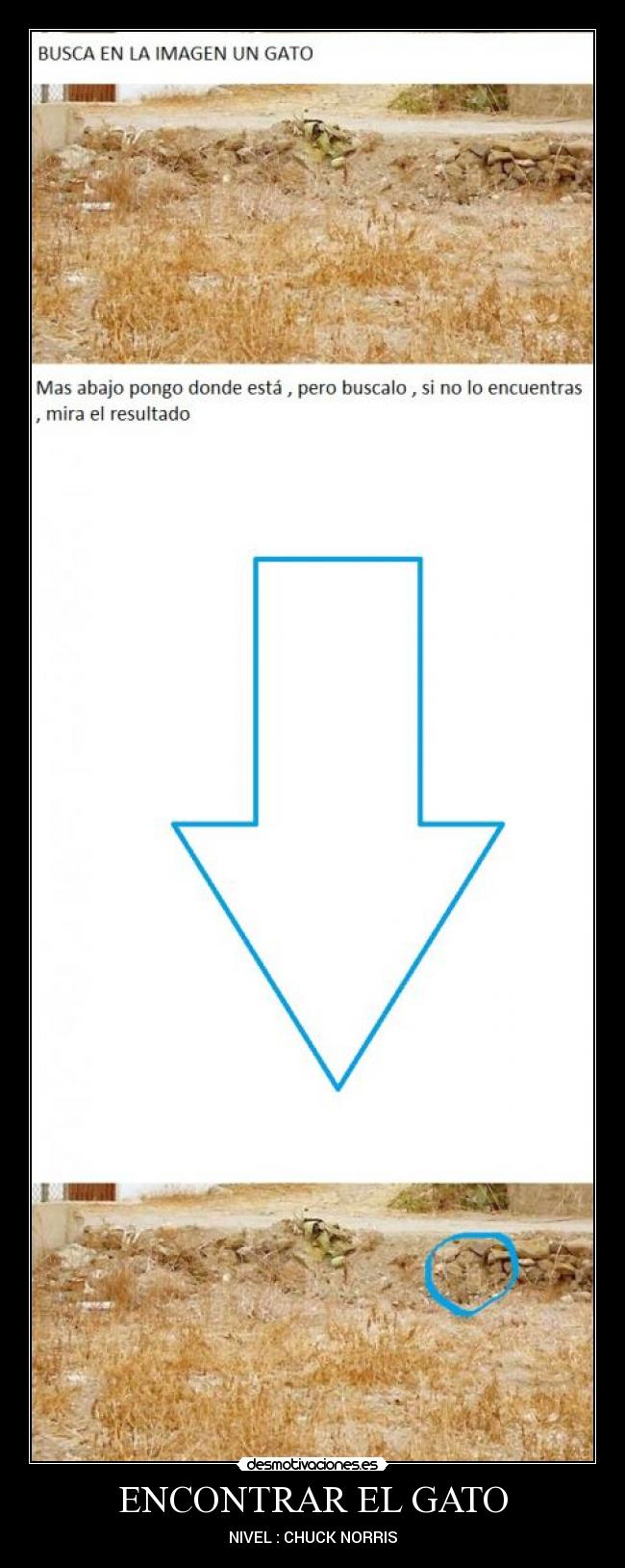 ENCONTRAR EL GATO - NIVEL : CHUCK NORRIS