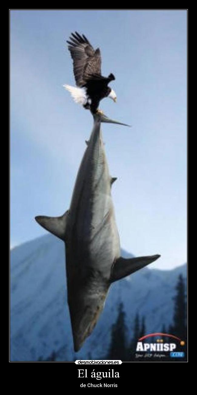El águila - 