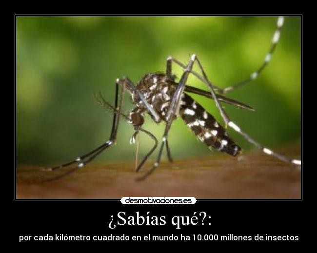 ¿Sabías qué?: - por cada kilómetro cuadrado en el mundo ha 10.000 millones de insectos