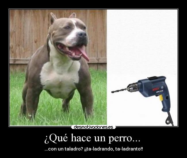 ¿Qué hace un perro...  - ...con un taladro? ¡¡ta-ladrando, ta-ladranto!!