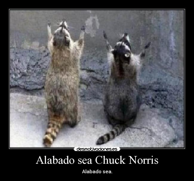 Alabado sea Chuck Norris -
