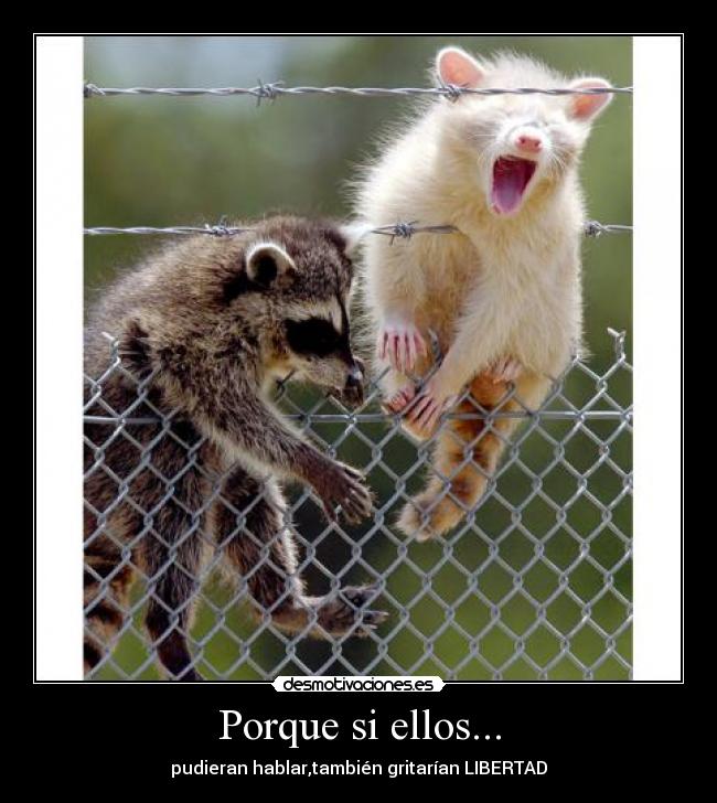 Porque si ellos... - pudieran hablar,también gritarían LIBERTAD