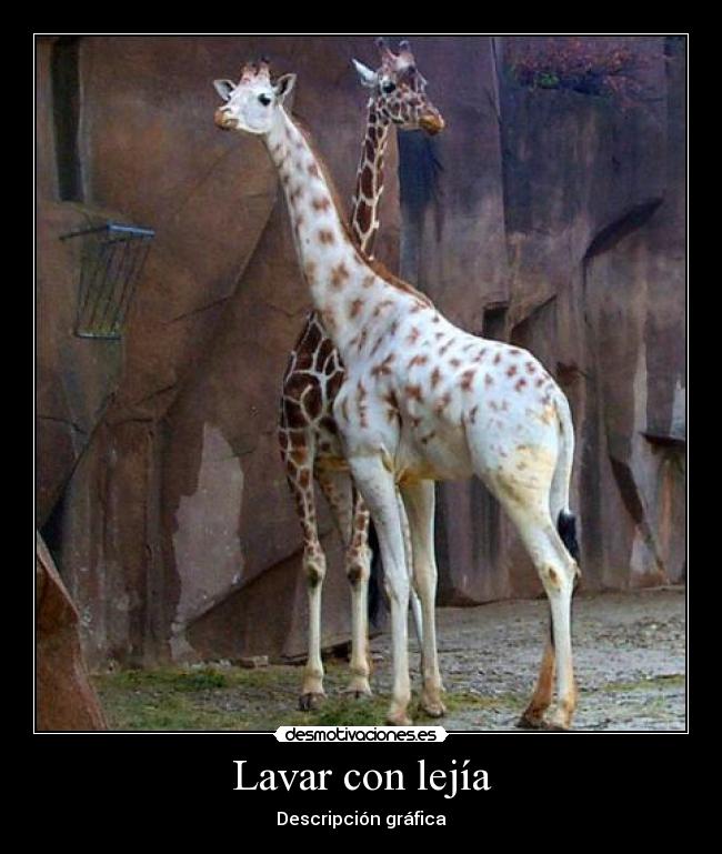 Lavar con lejía - Descripción gráfica