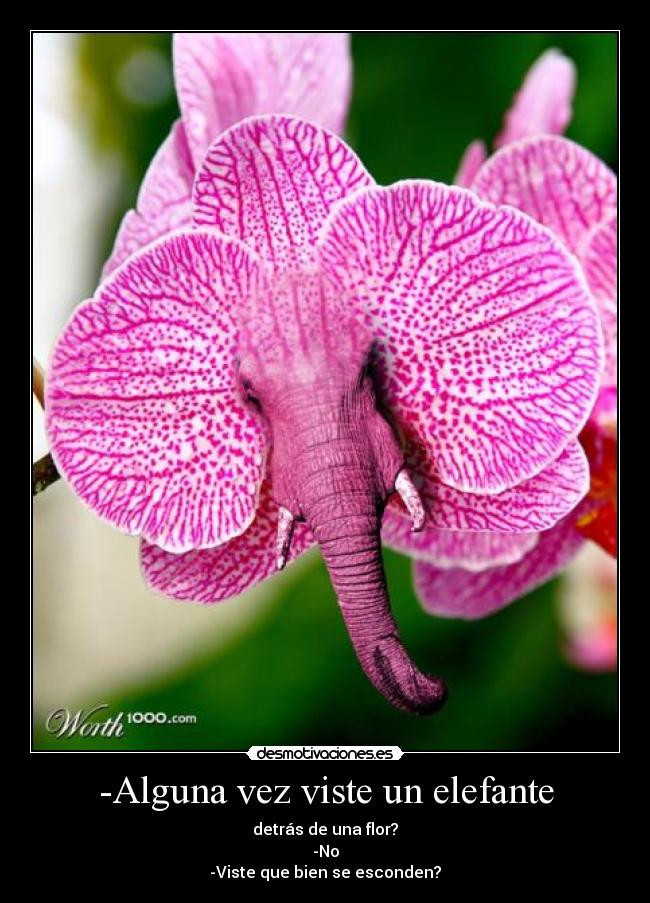 -Alguna vez viste un elefante -