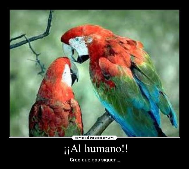 ¡¡Al humano!! - 