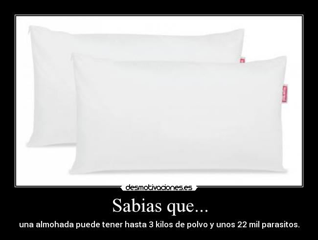 Sabias que... - una almohada puede tener hasta 3 kilos de polvo y unos 22 mil parasitos.