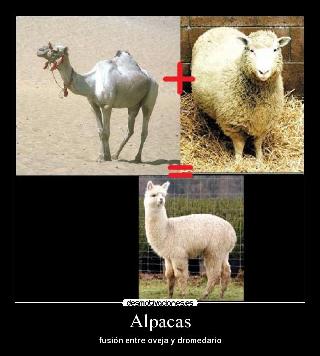 carteles alpaca oveja dromedario desmotivaciones