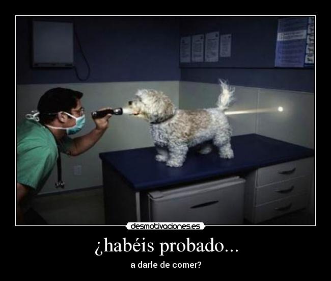 ¿habéis probado... - 