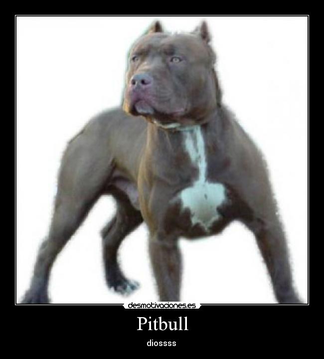 Pitbull - 