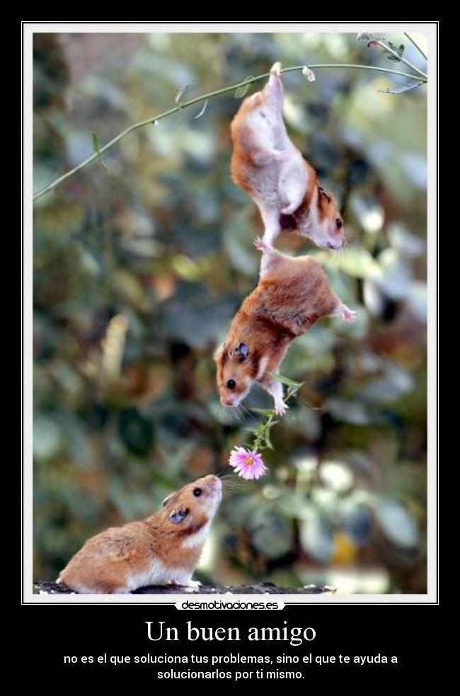 Un buen amigo - 