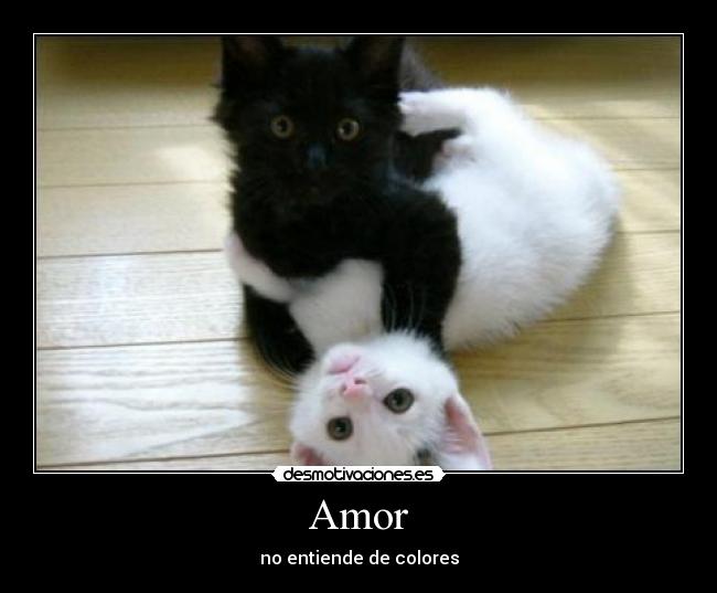 Amor - 