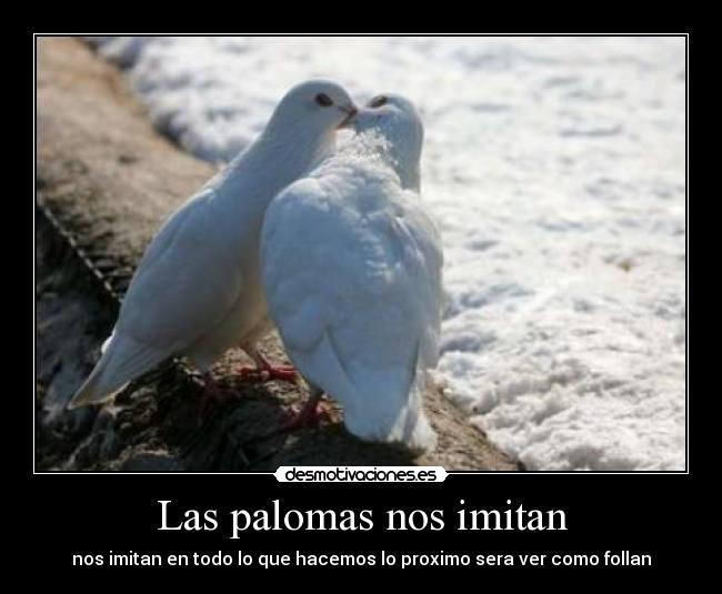 Las palomas nos imitan -
