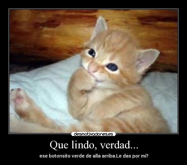 carteles gatitos desmotivaciones