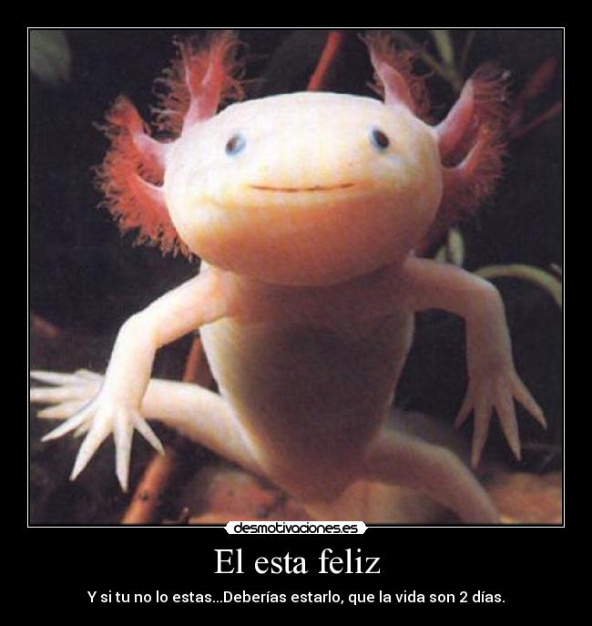 El esta feliz - Y si tu no lo estas...Deberías estarlo, que la vida son 2 días.