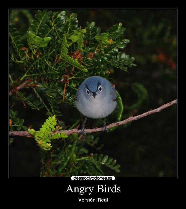 Angry Birds - Versión: Real