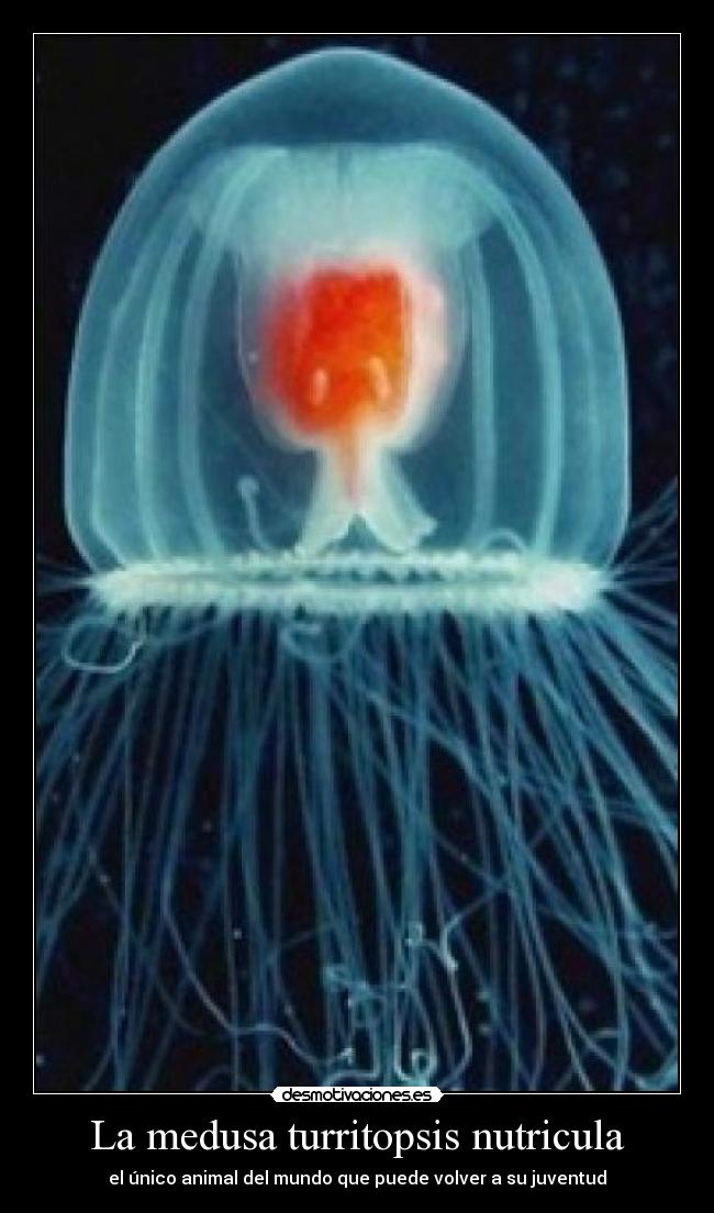 La medusa turritopsis nutricula - el único animal del mundo que puede volver a su juventud