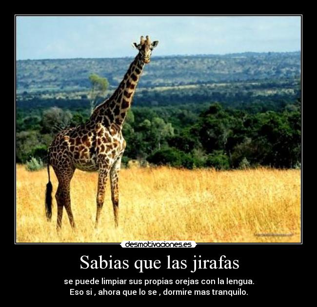 Imagenes De Jirafas Con Mensajes | im 225 genes y carteles de jirafas pag 3 desmotivaciones Imagenes De Jirafas Con Mensajes | im 225 genes y carteles de jirafas pag 3 desmotivaciones
