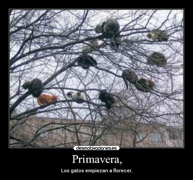 Primavera, -