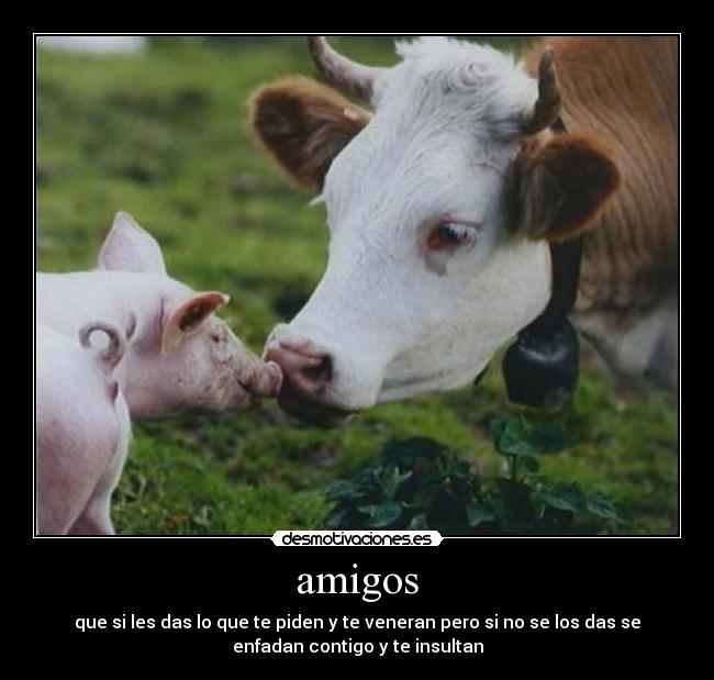 amigos - 
