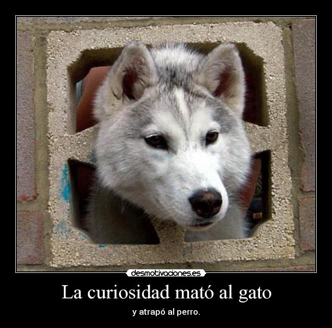 La curiosidad mató al gato -