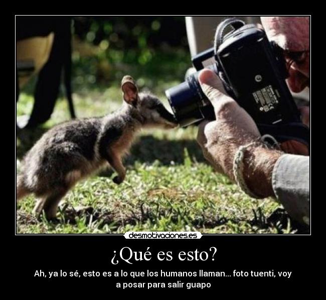 ¿Qué es esto? - Ah, ya lo sé, esto es a lo que los humanos llaman... foto tuenti, voy
a posar para salir guapo