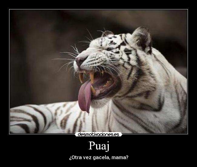 Puaj - 