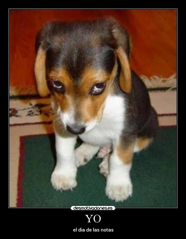 YO - el dia de las notas