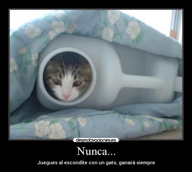 Nunca... - Juegues al escondite con un gato, ganará siempre
