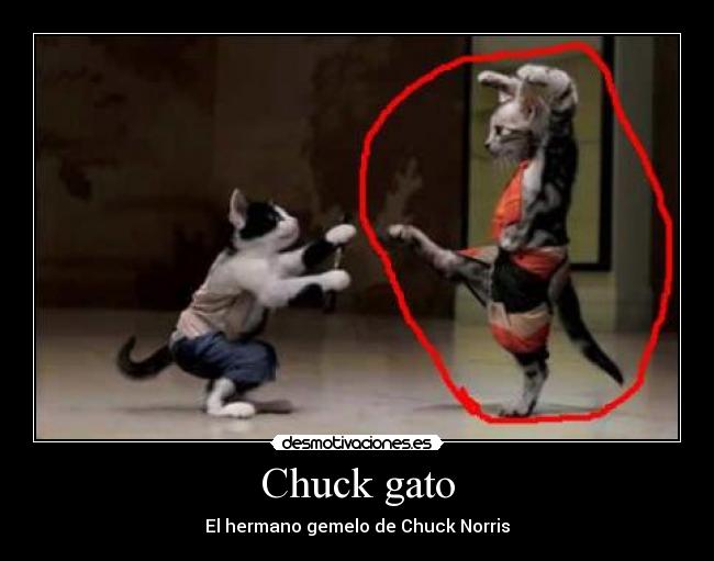 Chuck gato - El hermano gemelo de Chuck Norris