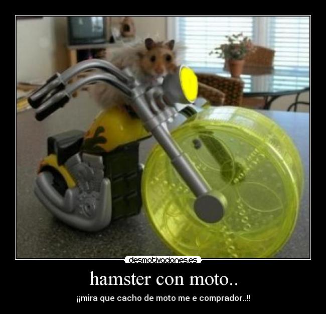 hamster con moto.. - ¡¡mira que cacho de moto me e comprador..!!